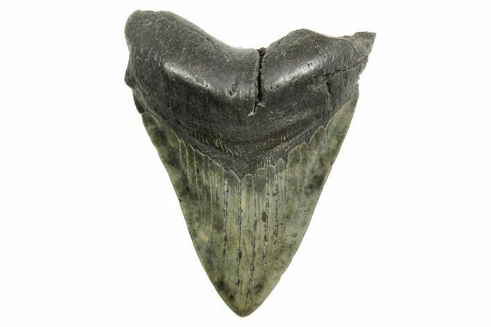 Fossil Megalodon Tooth - South Carolina #374708